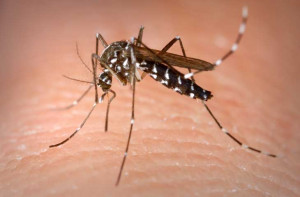 muỗi vằn truyền bệnh sốt xuất huyết